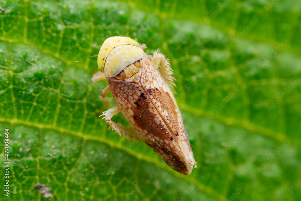 Leaf cicada on wild plants, North China