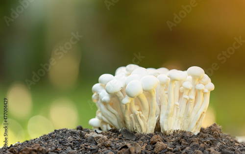 White shimeji mushrooms, on a pile of soil. photo