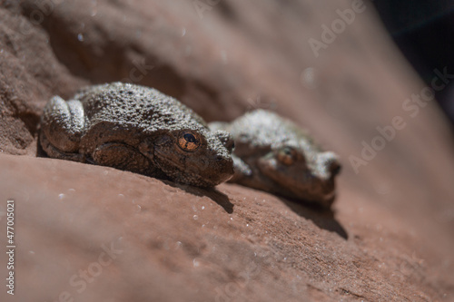 Two canyon tree frogs (Dryophytes arenicolor) on a rock in the Zion National Park, Utah, USA photo