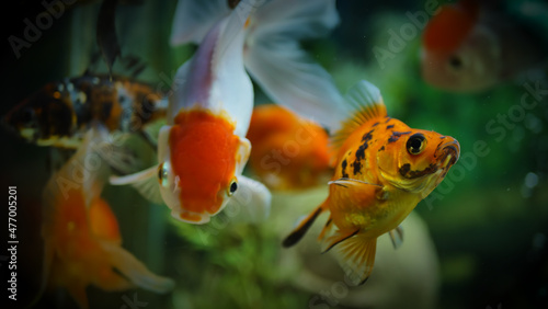 Beautifully colored goldfish swim in the clear aquarium water
