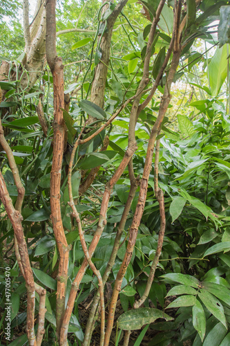 Cinnamon tree in Costa Rica.