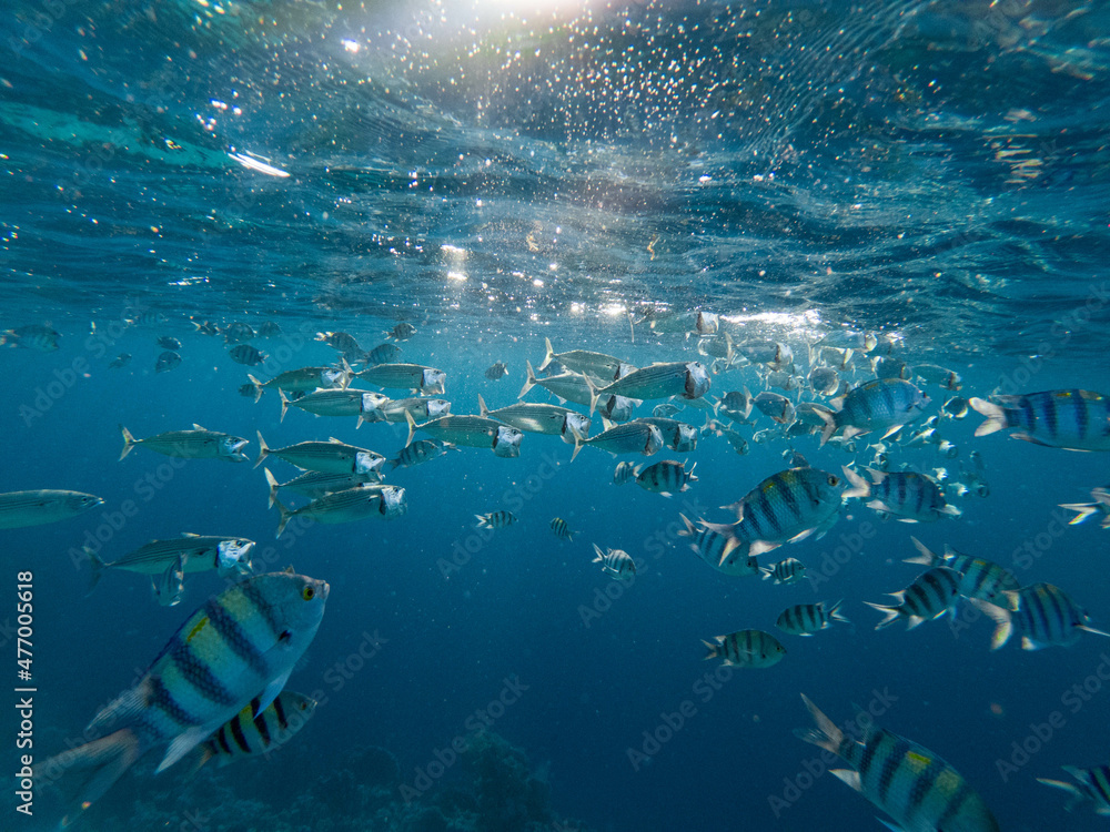Fototapeta premium Fivefinger Fish with Indian mackerel in Marsa Alam