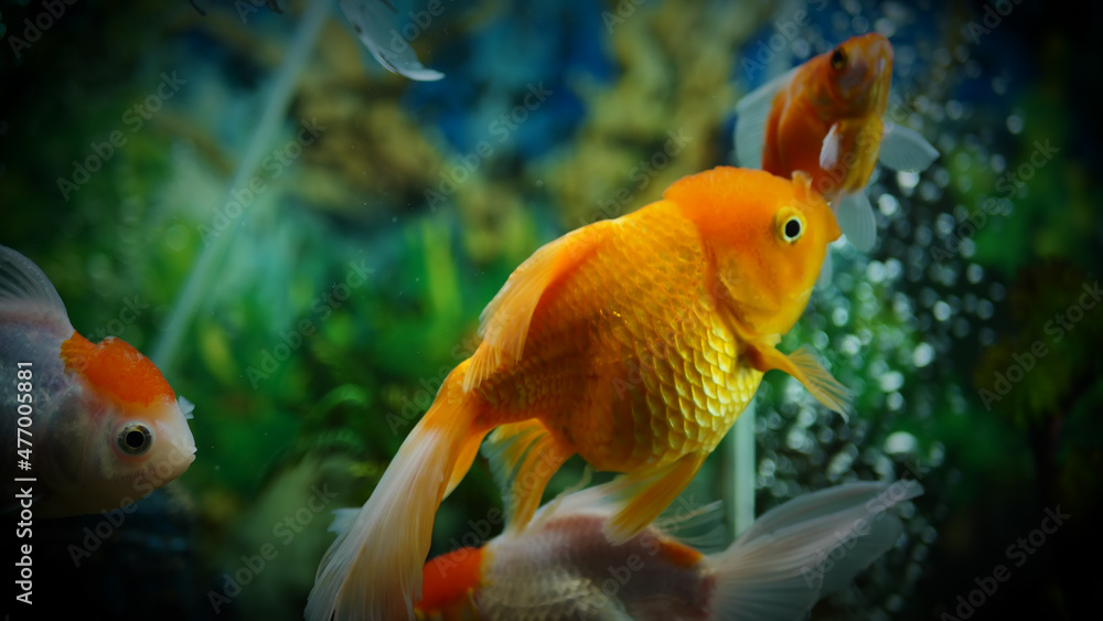 Beautifully colored goldfish swim in the clear aquarium water Beautifully colored goldfish swim in the clear aquarium water