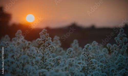 White flower wall with sun is setting in background © เท้ PY15MU