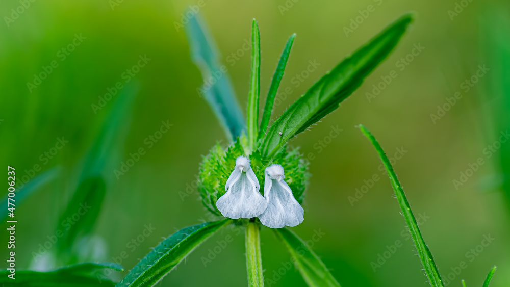 Leucas aspera (thumba chedi) flower in the Indian village Leucas aspera (thumba chedi) flower in the Indian village