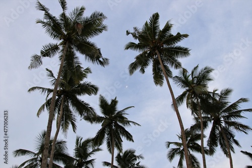 beautiful palm trees - Sri Lanka  Asia