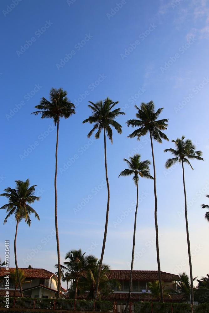 beautiful palm trees - Sri Lanka, Asia beautiful palm trees - Sri Lanka, Asia