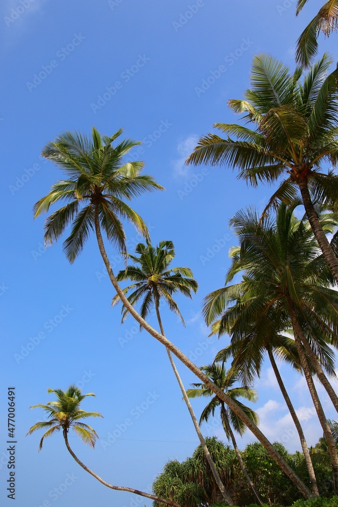 beautiful palm trees - Sri Lanka, Asia