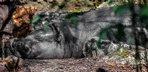 Pigmy hippopotamus sleeping on the ground. Latin name - Hexaprotodon libiriensis photo