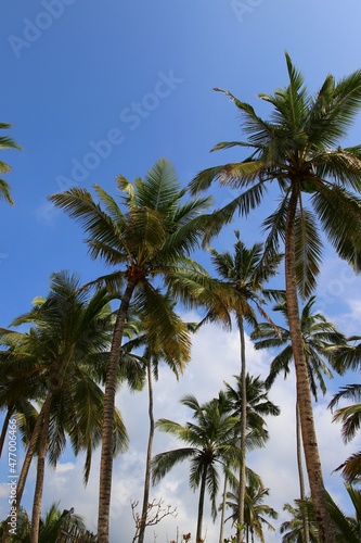 beautiful palm trees - Sri Lanka, Asia