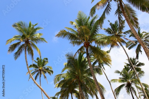 Wallpaper Mural beautiful palm trees - Sri Lanka, Asia Torontodigital.ca