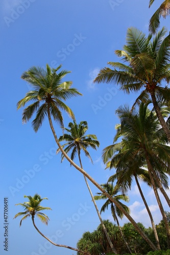 beautiful palm trees - Sri Lanka  Asia