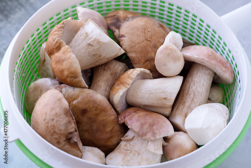 A heap of fresh raw porcini mushrooms in the basin.