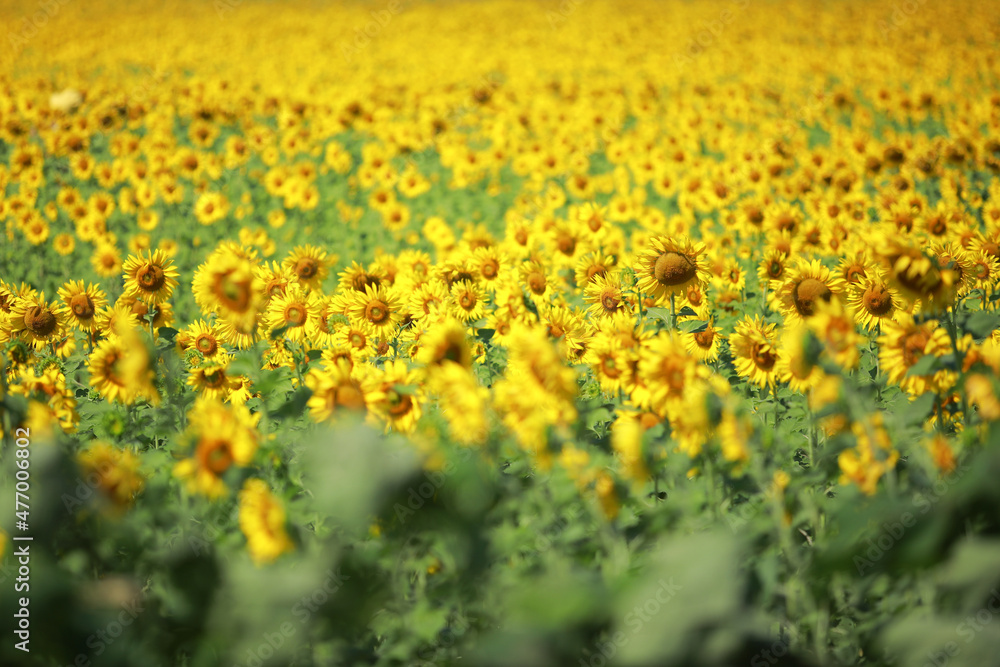 Beautiful field of blooming sunflowers on a background of blue sky.
