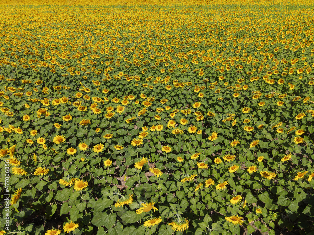 Obraz premium Beautiful field of blooming sunflowers on a background of blue sky.