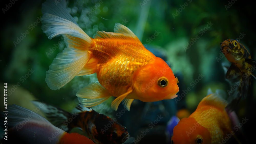 Beautifully colored goldfish swim in the clear aquarium water Beautifully colored goldfish swim in the clear aquarium water