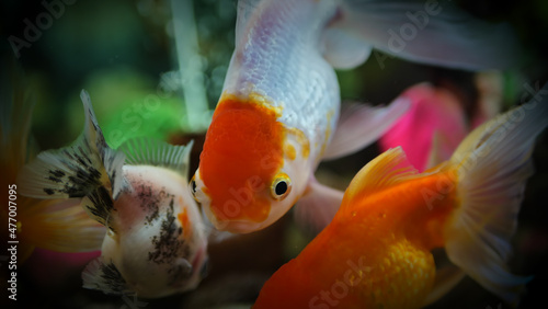 Beautifully colored goldfish swim in the clear aquarium water