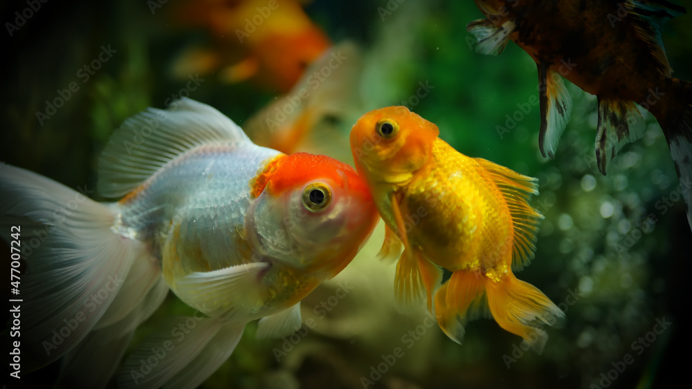 Beautifully colored goldfish swim in the clear aquarium water Beautifully colored goldfish swim in the clear aquarium water