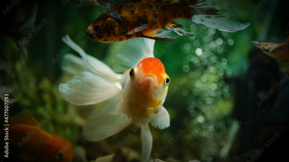 Beautifully colored goldfish swim in the clear aquarium water Beautifully colored goldfish swim in the clear aquarium water