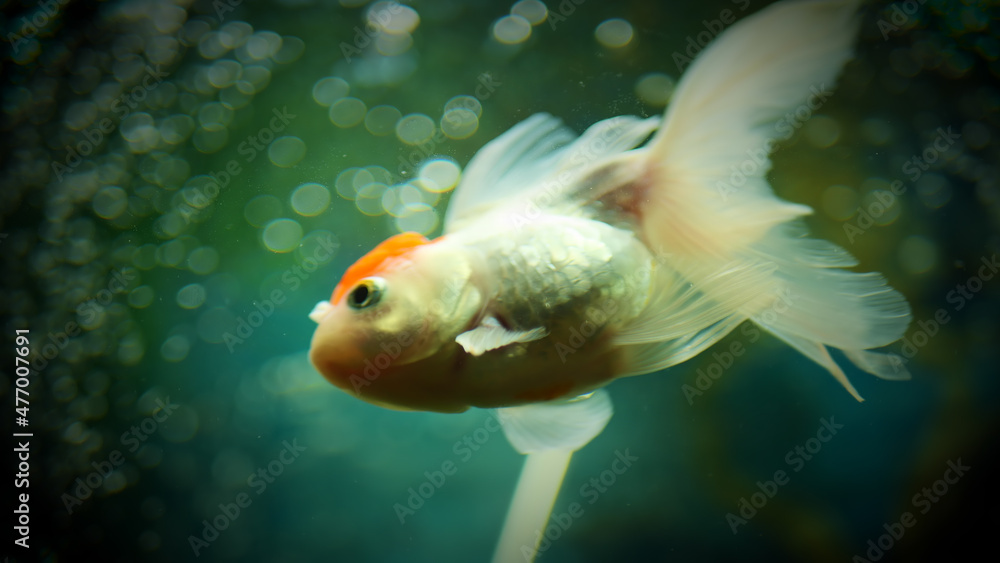 Beautifully colored goldfish swim in the clear aquarium water
