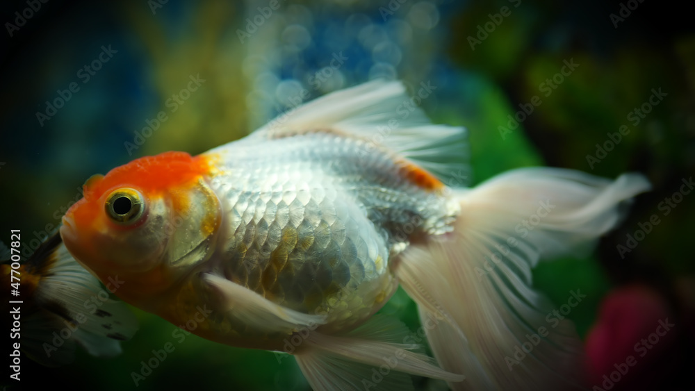 Beautifully colored goldfish swim in the clear aquarium water Beautifully colored goldfish swim in the clear aquarium water