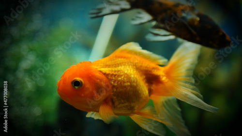Beautifully colored goldfish swim in the clear aquarium water