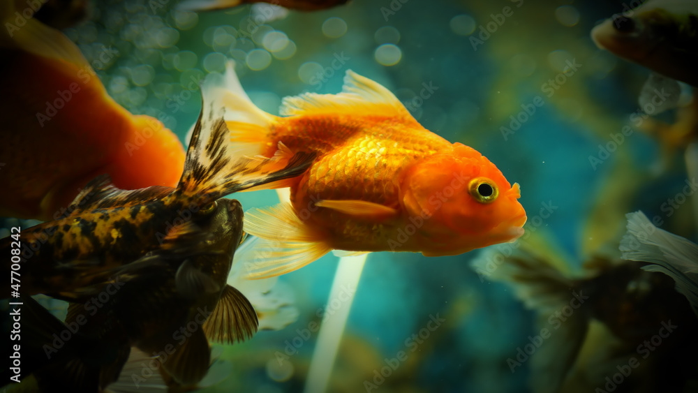Beautifully colored goldfish swim in the clear aquarium water Beautifully colored goldfish swim in the clear aquarium water
