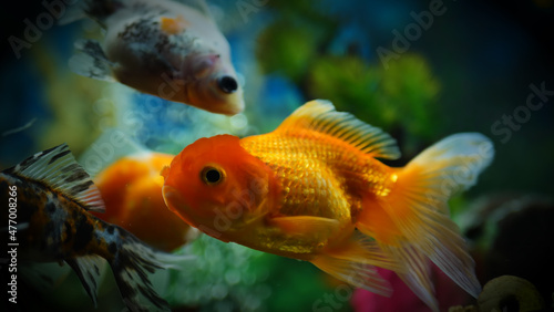 Beautifully colored goldfish swim in the clear aquarium water