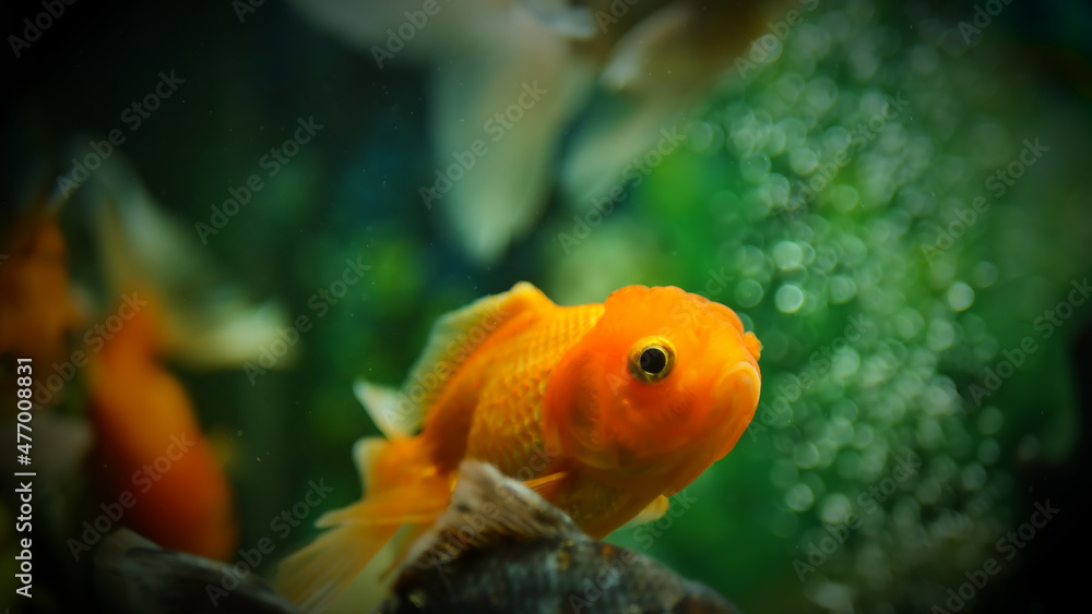 Beautifully colored goldfish swim in the clear aquarium water Beautifully colored goldfish swim in the clear aquarium water