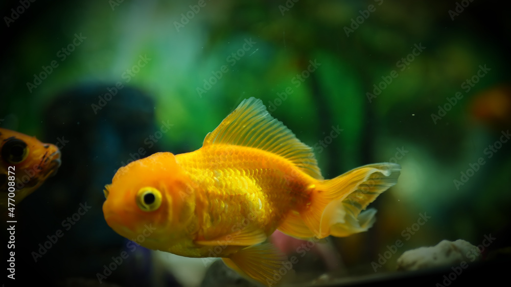 Fototapeta premium Beautifully colored goldfish swim in the clear aquarium water
