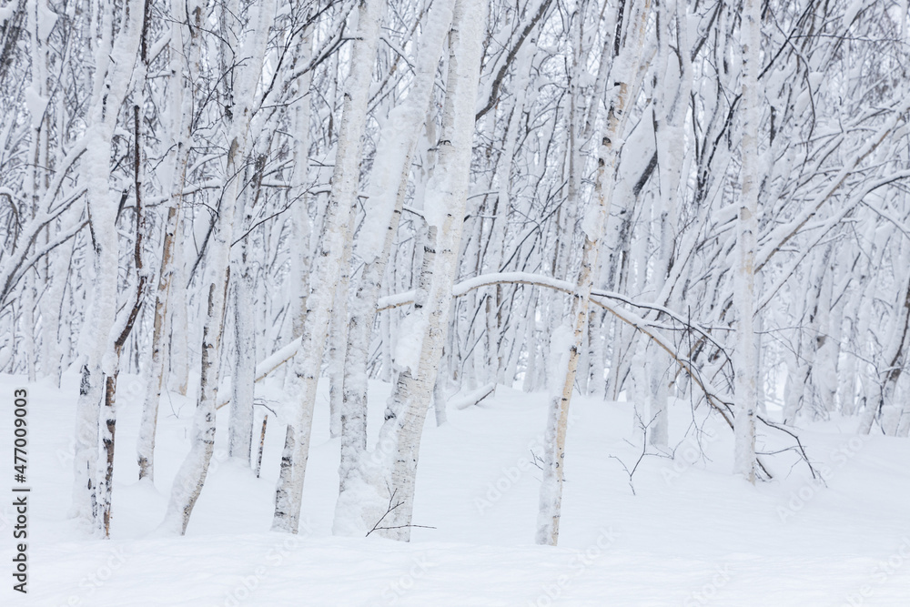 Naklejka premium Small young birch trees with curved trunks in a winter forest covered with snow