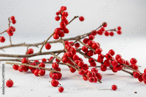 red rowan berries against white background, perfect for greeting cards