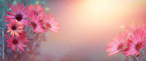 Panel kuchenny z motywem Afrykańska stokrotka w słońcu jako tło 