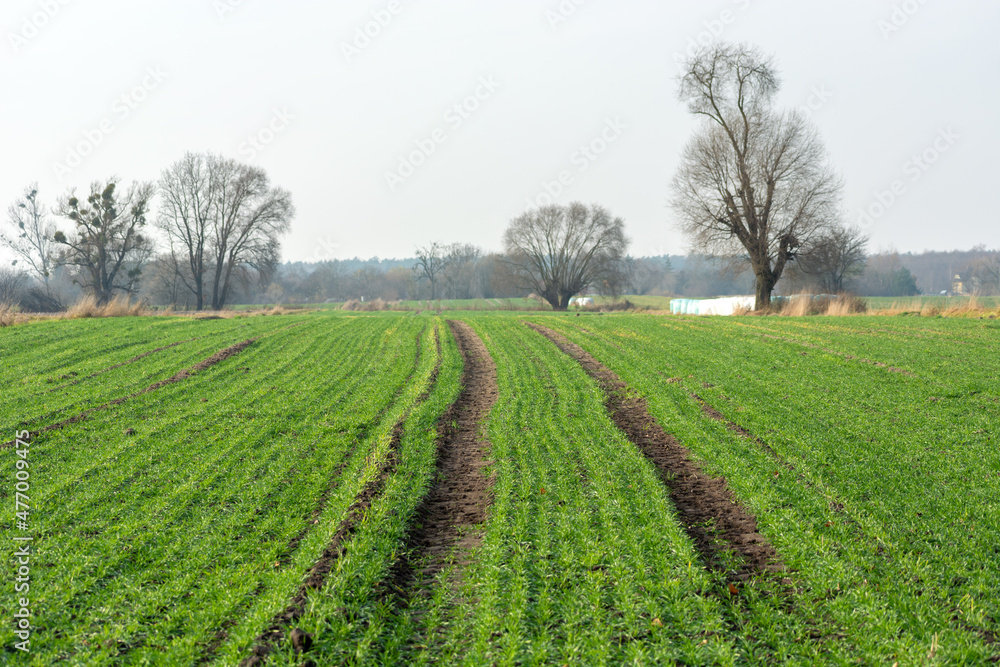 A path through a green field with winter grain, Nowiny, Poland