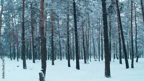 Forest winter snow travel north weather frozen view magic
