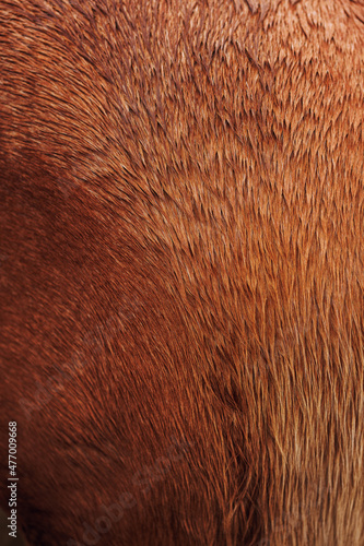 Pferde Fell Details © Philippe Ramakers
