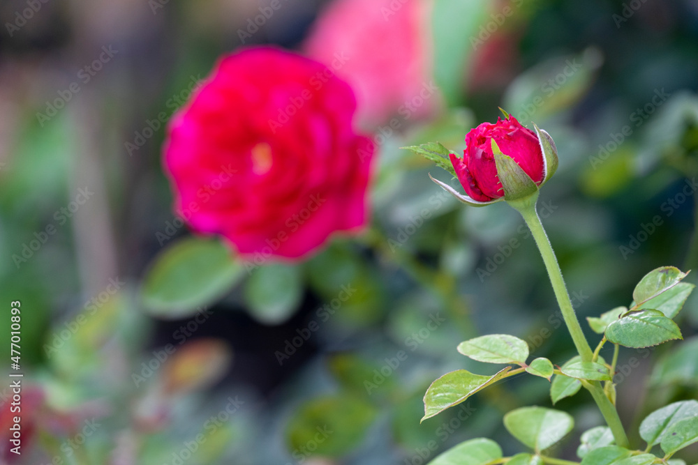 beauty soft bud and bloom red rose multi petals abstract shape with green leaves in botany garden. symbol of love in valentine day. soft fragrant aroma flora.