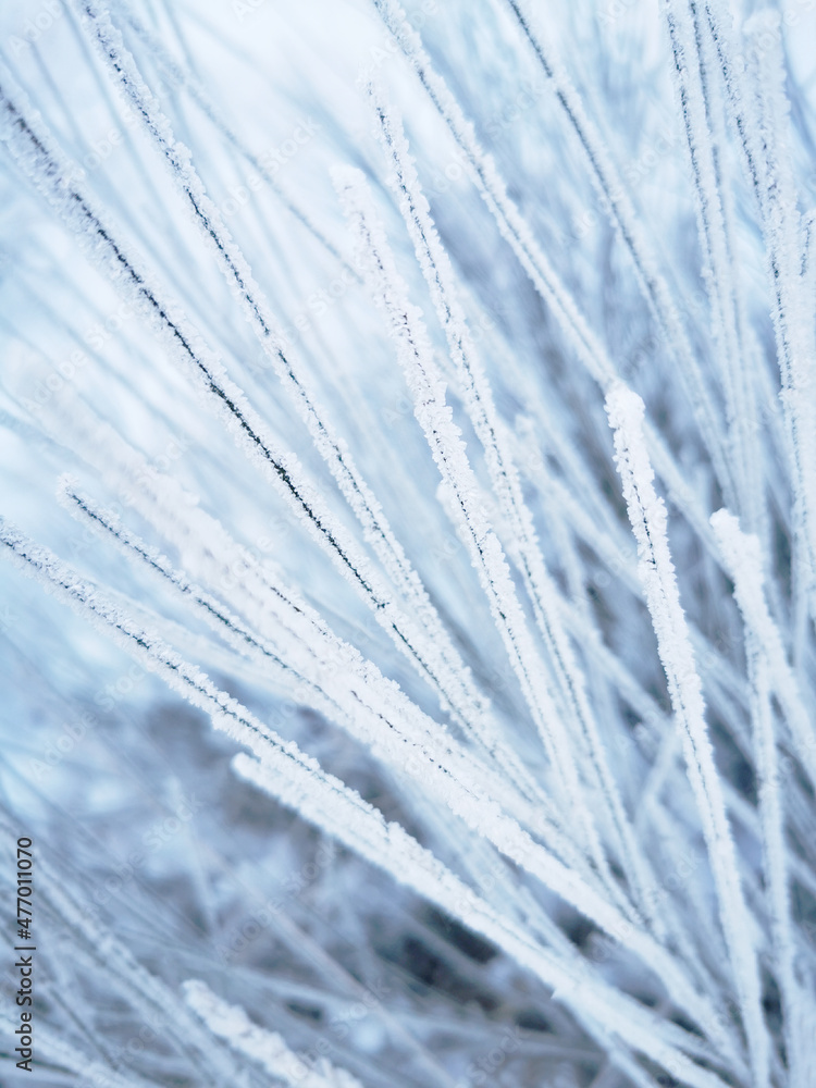 Fototapeta premium Trawa pokryta szadzią