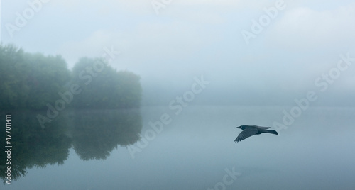 A Common Grackle gliding above the water.