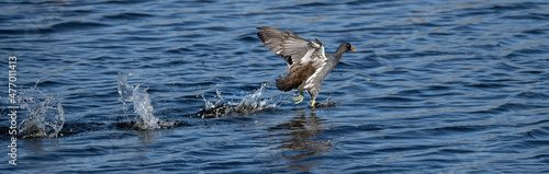 Canvas-taulu gallinule on the move