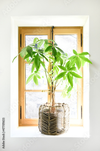 Beautiful plant on a recessed window frame
