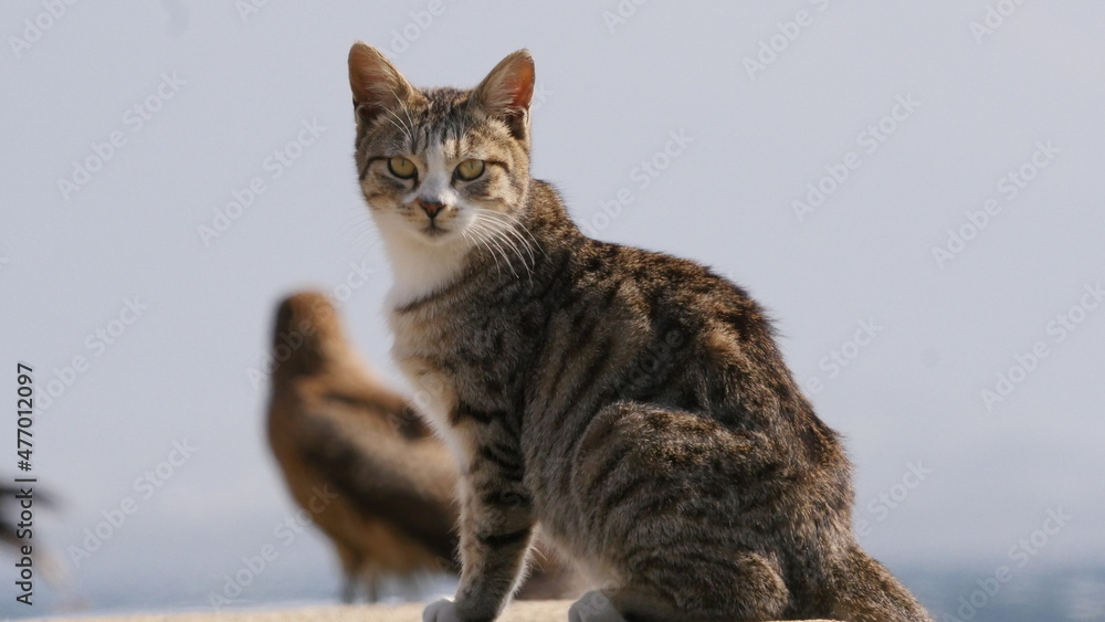 防波堤の上の猫 防波堤の上の猫