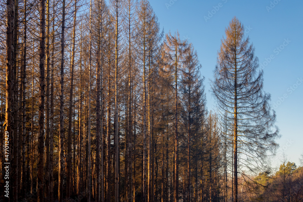 Winter landscape view of the pine forest under blue sky and warm sunlight in the morning, A pine is any conifer in the genus Pinus of the family Pinaceae, Nature pattern of tree trunks background. Winter landscape view of the pine forest under blue sky and warm sunlight in the morning, A pine is any conifer in the genus Pinus of the family Pinaceae, Nature pattern of tree trunks background.