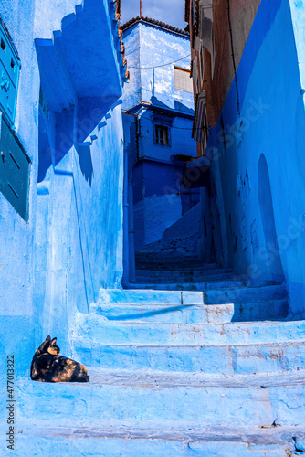 Blue colored residential alley with cat on staircase leading to houses at Chefchaouen, the blue city in the Morocco © Aerial Film Studio