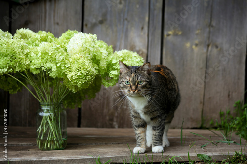 a rustic cat with big green eyes next to armfuls of green hydrangea flowers in a glass jar on a wooden house background