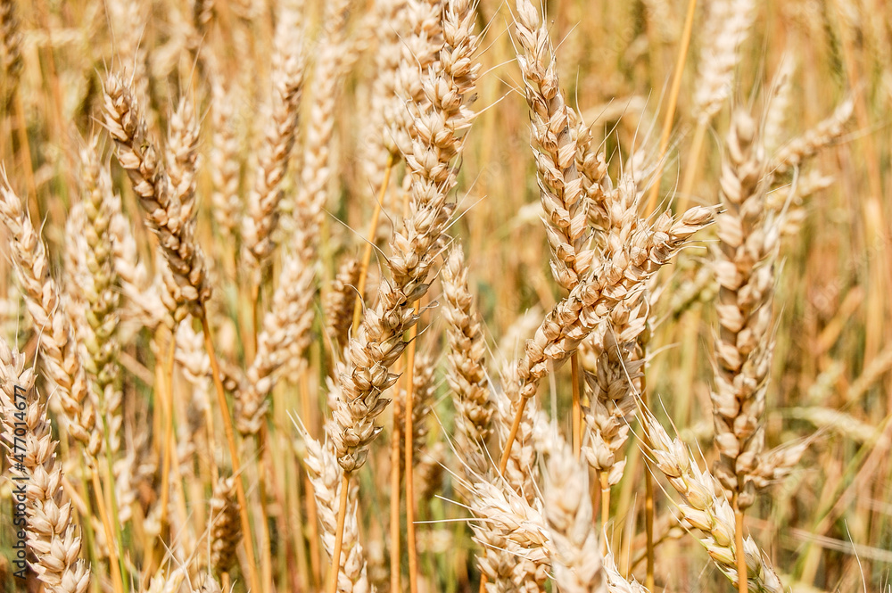 Close up view of wheat ears on the field Close up view of wheat ears on the field