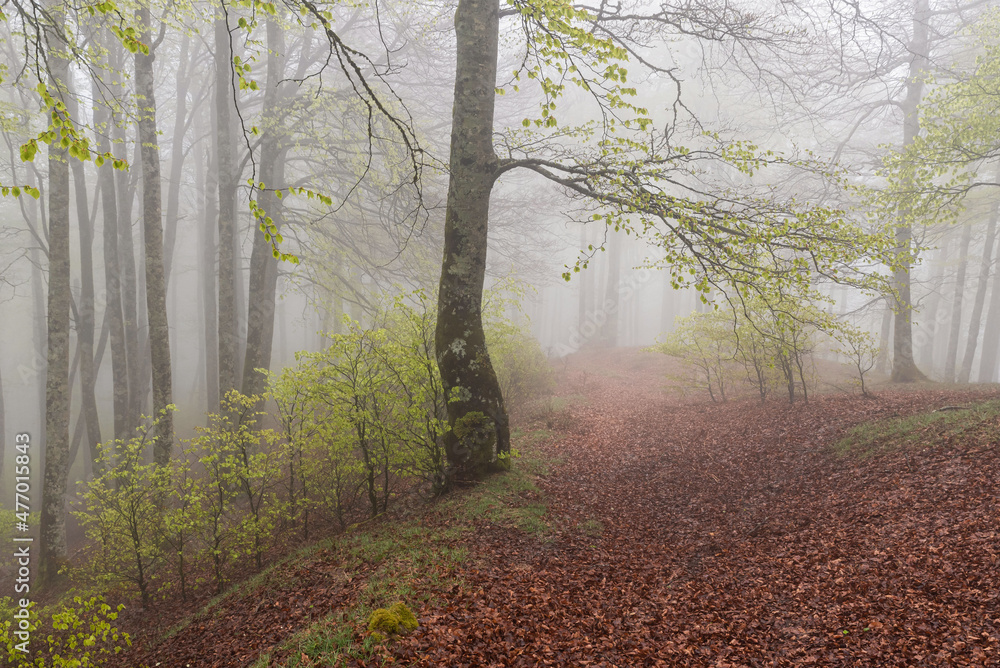Spring trail in foggy forest