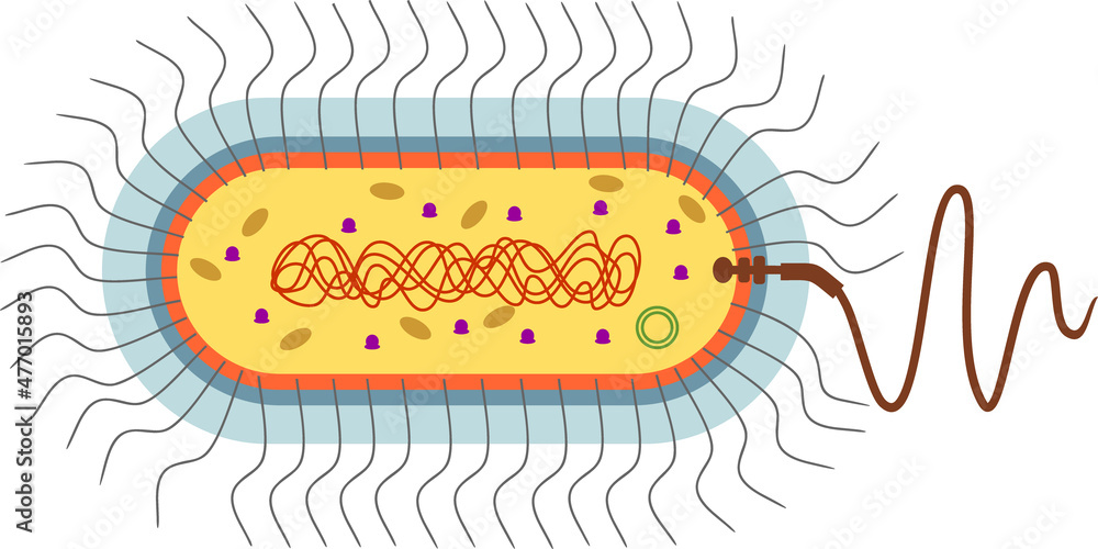 Bacterial cell structure. Prokaryotic cell with nucleoid, flagellum ...