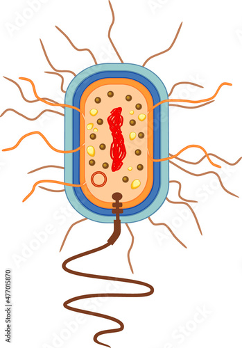 Bacterial cell structure. Prokaryotic cell with nucleoid, flagellum, plazmid and other organelles