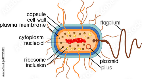 Bacterial cell structure. Prokaryotic cell with nucleoid, flagellum, plazmid and other organelles